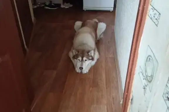 Пропала собака, Новочебоксарск - photo