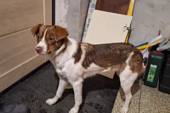 Найдена собака, Нижний Новгород, фото: Собака найдена: пр. Ленина 31, Н. Новгород