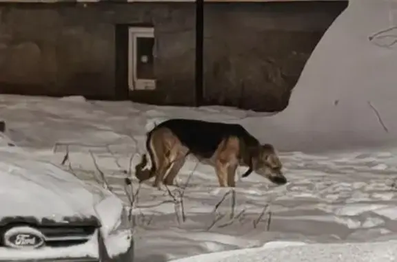 Найдена собака, Владимир, фото: Собака найдена: Усти-на-Лабе, 13/19, Владимир