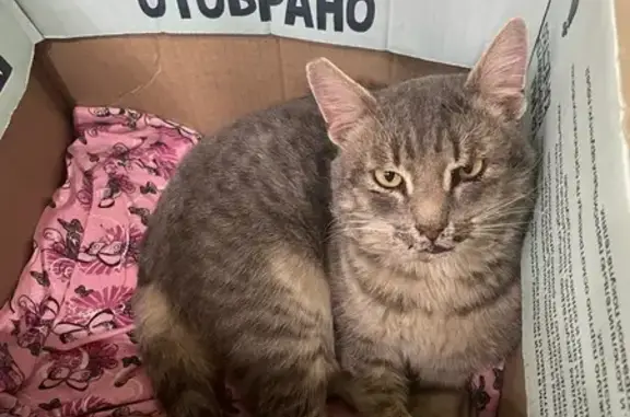 Найдена кошка, Йошкар-Ола, фото: Найдена кошка, Йошкар-Ола