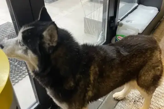 Найдена собака, Саловский сельсовет, фото: Собака найдена в Пензенской области