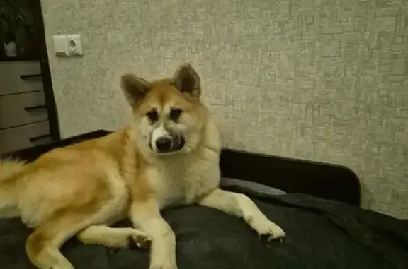 Пропала собака, Саратов - photo