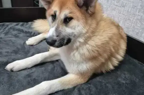 Пропала собака, Саратов - photo