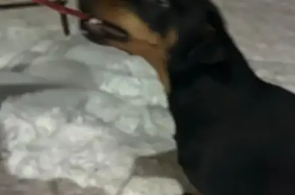 Найдена собака, Оренбург, фото: Найдена собака, пр. Победы, Оренбург