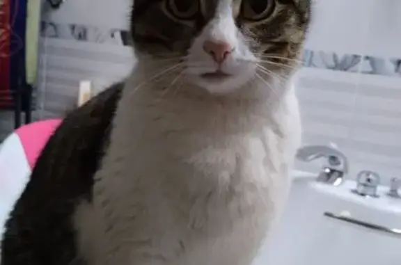 Кошки потеряшки, Майкоп, фото: Потеряшка кошка, ул. Ветеранов, Майкоп