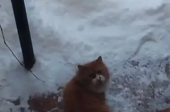 Найдена кошка, Кратово, фото: Найдена кошка, Кратово