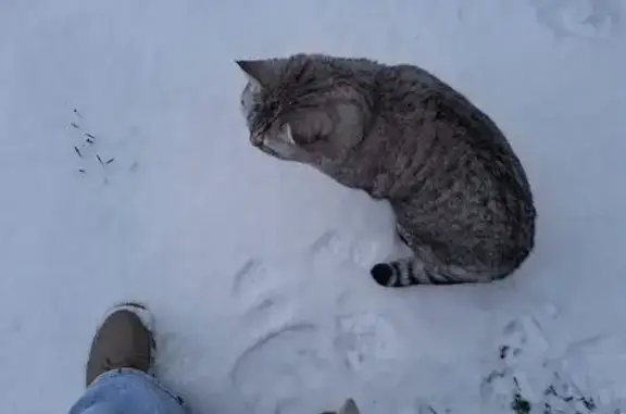 Пропала кошка, Спортивная ул., Кочорский - photo