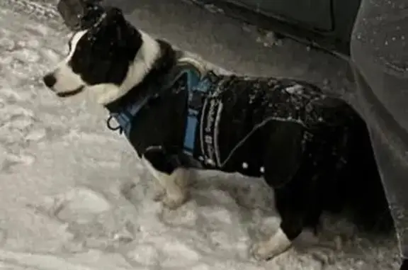 Пропала собака, Гатчина - photo