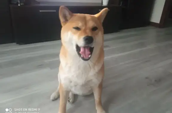 Пропала сиба-ину, Новая ул. 7, Мурмаши - photo