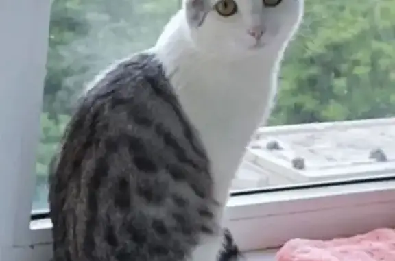 Пропала кошка, пр. Победы, Казань - photo