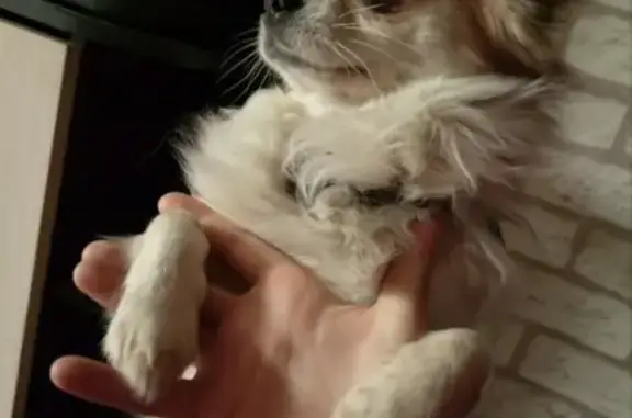 Пропала собака, Подольск - photo