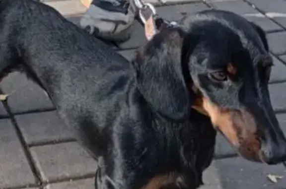 Пропала собака, Богородицк - photo