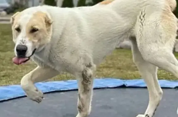 Пропала собака, Смоленск - photo