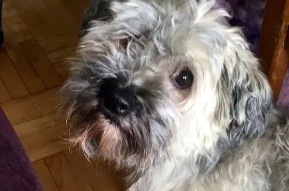 Пропала собака, Воткинск - photo