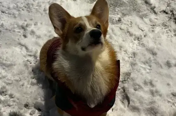 Пропала собака, Краснодар - photo