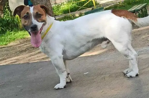 Пропала собака, Тверь - photo