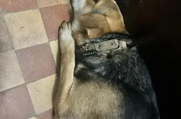 Найдена собака, Казань, фото: Собака найдена: Краснооктябрьская, Казань