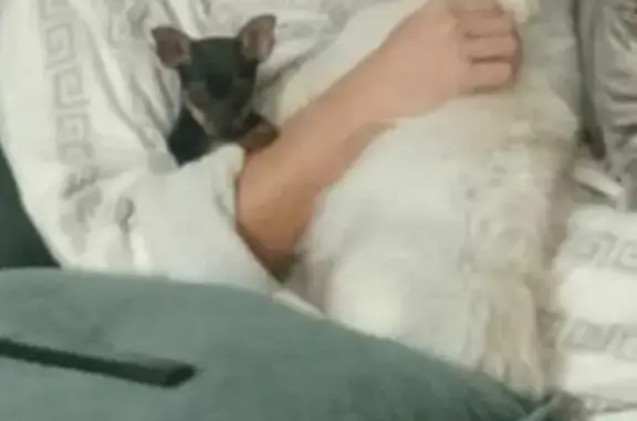 Собаки потеряшки, Краснодар, фото: Потеряшка собака, Краснодар