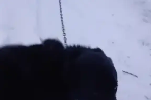 Пропала собака, 65К-4104000, Екатеринбург - photo