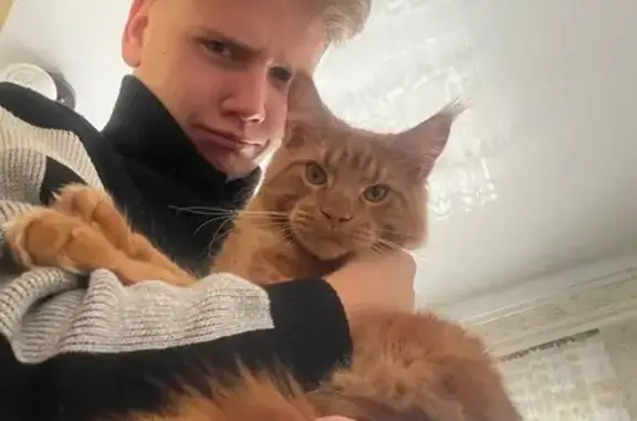 Кошки потеряшки, Поздняково, фото: Потеряшка кошка, ул. Богатова, Поздняково