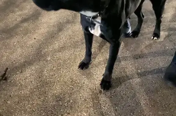 Найдена собака, Краснодар, фото: Собака найдена на Атарбекова, 38, Краснодар