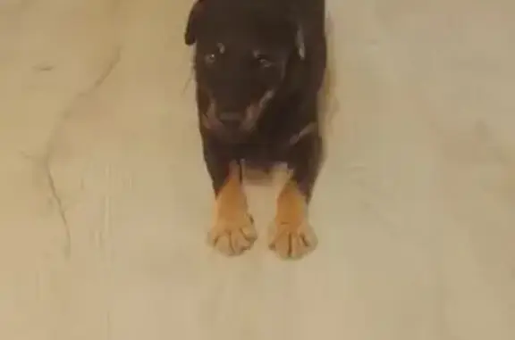 Пропала собака, Нижний Новгород - photo