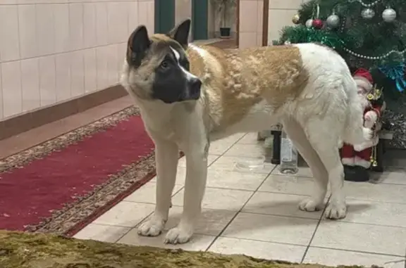 Найдена собака, Москва, фото: Найдена собака, Москва