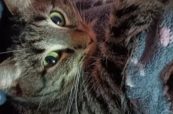 Пропала кошка, Средне-Садовая 73-71 - photo