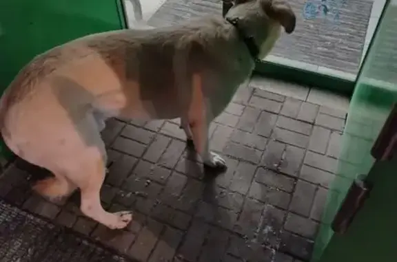 Найдена собака, Саранск, фото: Лабрадор найден: Пролетарская ул., Саранск