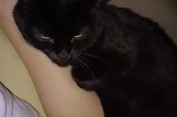 Пропала кошка, Воронеж - photo