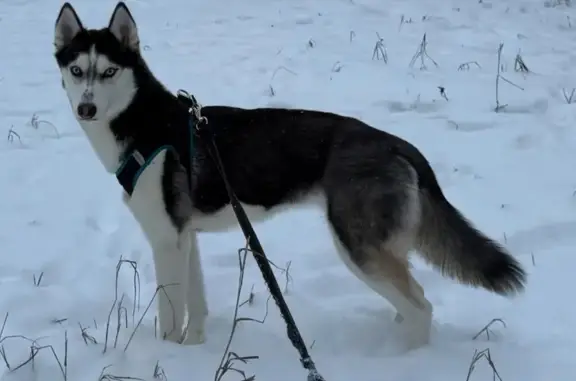 Пропала собака, Парголово - photo