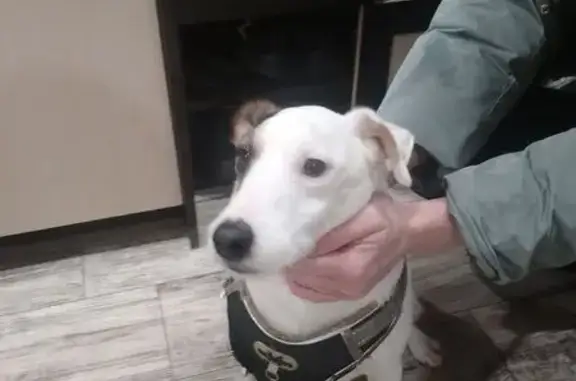 Найдена собака, Санкт-Петербург, фото: Найдена собака, Искровский пр., СПб