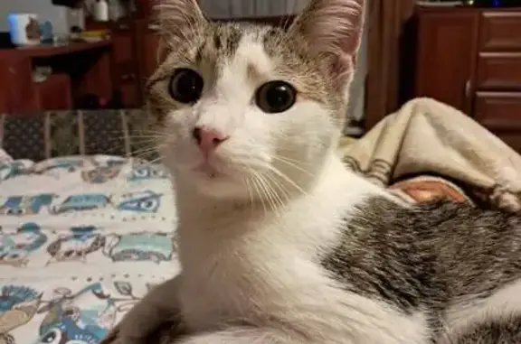 Найдена кошка, Агалатовское, фото: Котёнок найден: Полевая ул., Касимово