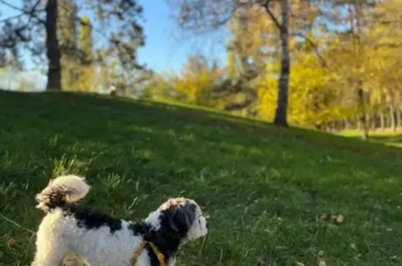 Пропала собака, Краснодар - photo