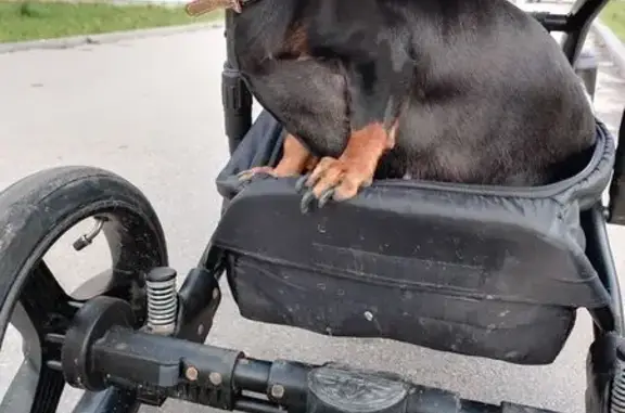 Пропала собака, Тула - photo