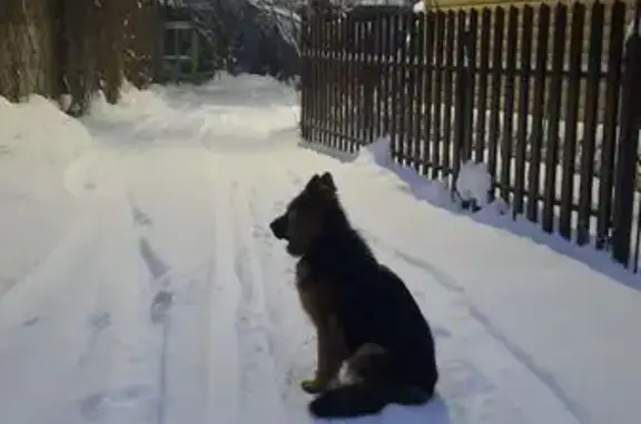 Пропала собака, Подольск - photo
