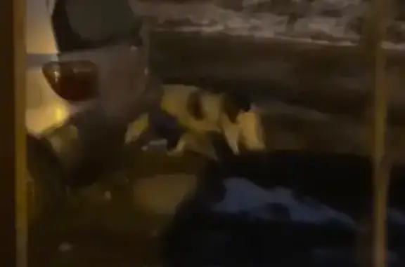 Найдена собака, Краснодар, фото: Собака найдена на ул. Доватора, Краснодар