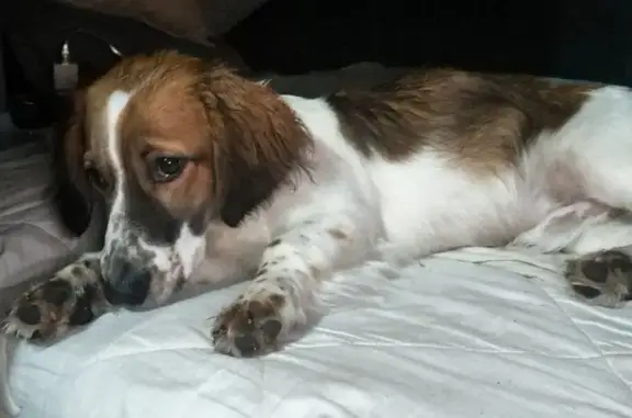 Объявления о пропавших и найденных животных, Балашов, фото: Найдена собака, Балашов, Саратовская обл.