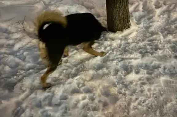 Поиск домашних животных, фото: Собака найдена: 5-я Парковая, Москва