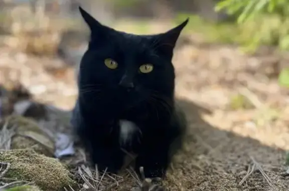 Пропала кошка, Кассины, Кировская обл. - photo