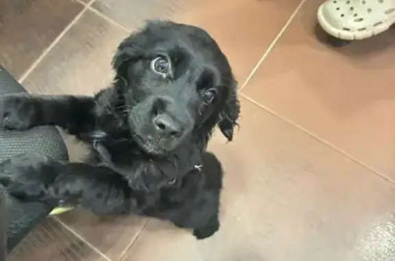 Найдена собака, Воронеж, фото: Найдена собака, Воронеж