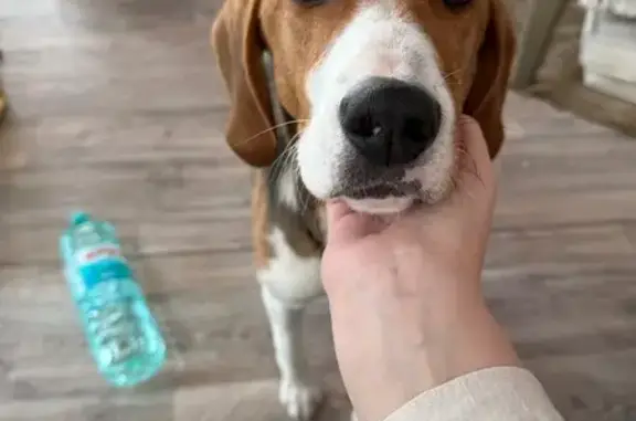 Найдена собака, Ишня, фото: Гончая найдена в Ишне, Ярославская область