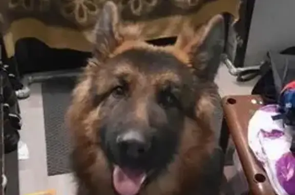 Пропала собака, Подольск - photo