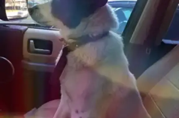 Пропала собака, Москва - photo