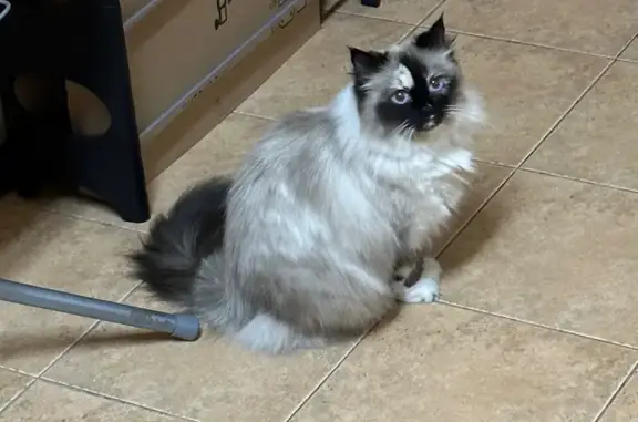Найдена кошка, Краснодар, фото: Кошка найдена: ул. Октябрьская 107/1