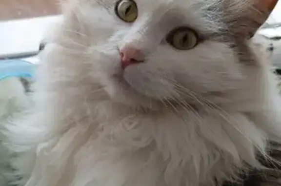 Найдена кошка, Воронеж, фото: Найдена кошка, Воронеж