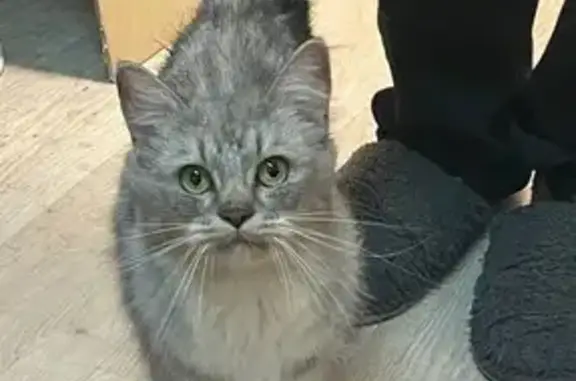 Найдена кошка, Нефедьево, фото: Найдена кошка, Нефедьево, МО