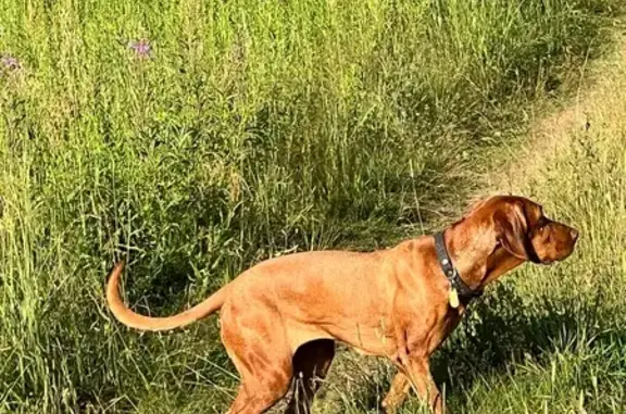 Пропала собака, Москва - photo