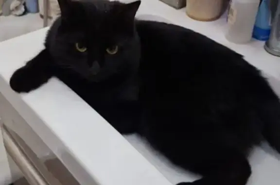 Найдена кошка, Лыткарино, фото: Найдена кошка, Лыткарино