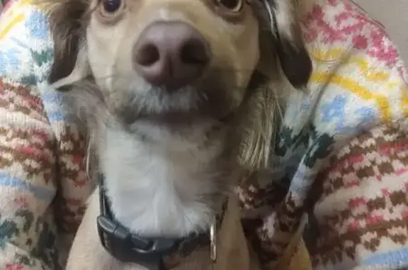 Пропала собака, Павловск - photo